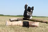 BORDER COLLIE 194
